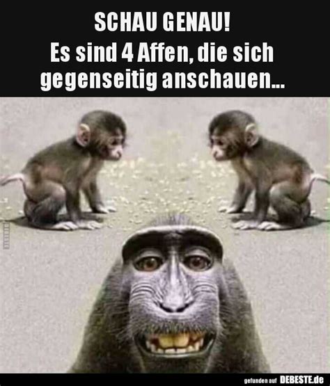 affe bilder lustig|lustige bilder von affen.